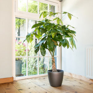 grote-kamerplanten