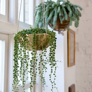 hangplanten