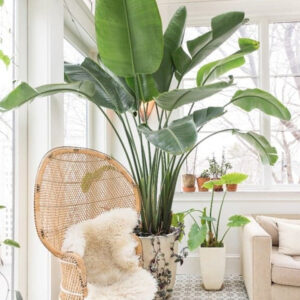 huiskamerplant