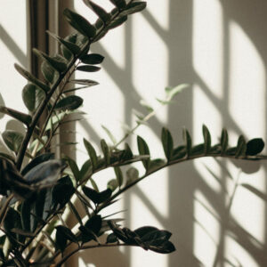 schaduwplanten