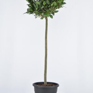 Laurus Nobilis Bol Op Stam - Ø25cm - ↕120cm